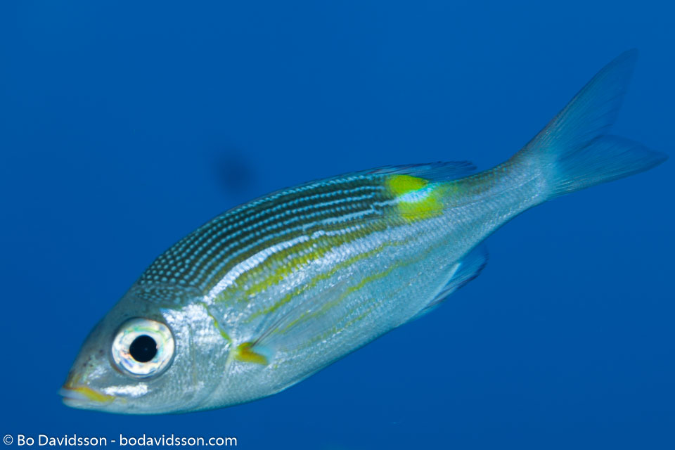 BD-150422-Maldives-7751-Gnathodentex-aureolineatus-(Lacepède.-1802)-[Striped-large-eye-bream].jpg